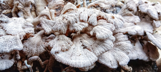 Full frame shot of grigit mushroom has the Latin name splitgill mushroom has many benefits, including increasing immunity, reducing the risk of trade and others. Usually grigit mushrooms grow in the w