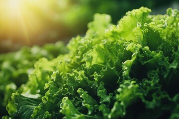 Lush green lettuce leaves glistening with dew drops in sunlight. Perfect for illustrating healthy eating, fresh produce, or farm-to-table concepts.