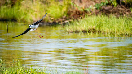 the bird in the nature with dramatic tone