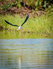 the bird in the nature with dramatic tone