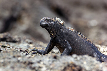 Iguana marina reposando sobre las rocas, Galápagos, Ecuador.
