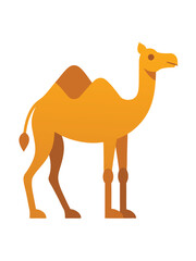 Camel flat illustration on white background

