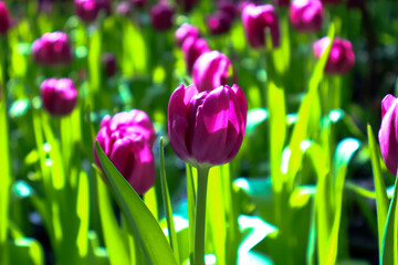 Beautiful red tulips flowers in sunlight background