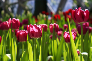 Naklejka premium Beautiful red tulips flowers in sunlight