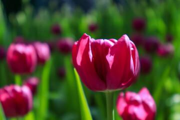Closeup view. Beautiful red tulips flowers garden