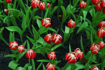 Top view. bouquet of beautiful red tulips in the field
