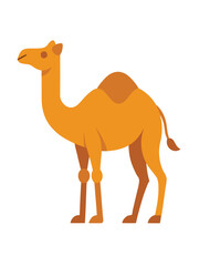 Camel flat illustration on white background

