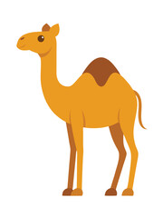 Camel flat illustration on white background

