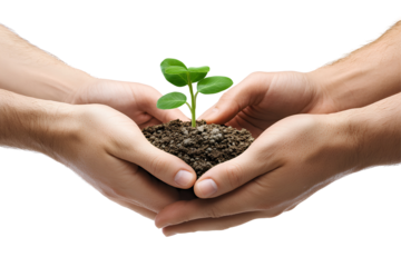 plant in hands