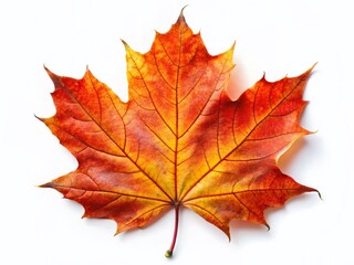 Fototapeta premium Vibrant Autumn Maple Leaf Isolated on White Background - Stock Photo