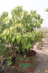 Baccaurea motleyana tree on farm
