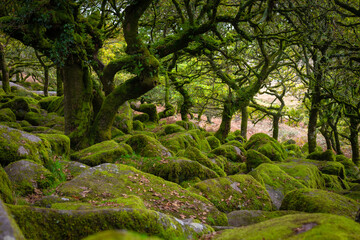 Dartmoor Forestis a primeval forest worth preserving is one of Britain's oldest surviving ancient temperate rainforests, located in Dartmoor National Parks, southwest, Devon, England