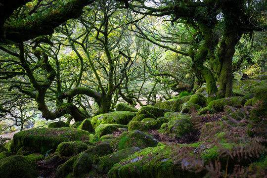 Dartmoor Forestis a primeval forest worth preserving is one of Britain's oldest surviving ancient temperate rainforests, located in Dartmoor National Parks, southwest, Devon, England