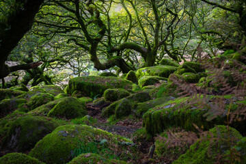 Dartmoor Forestis a primeval forest worth preserving is one of Britain's oldest surviving ancient...