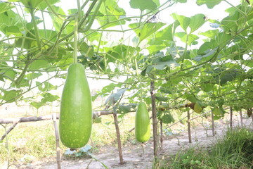 Bottle gourd on farm for harvest