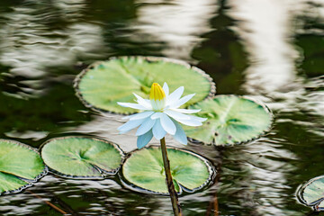 Elegant White Lotus Flower Floating on Reflective Water