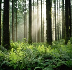 Obraz premium Serene Morning Light Filters Through Tall Trees in Lush Forest