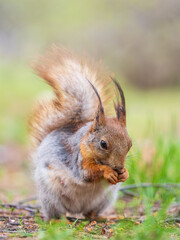 Squirrel eats a nut while sitting in green grass. Eurasian red squirrel, Sciurus vulgaris