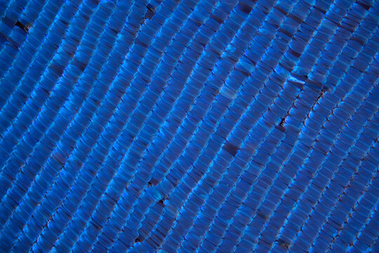 Blue morpho butterfly wing scales microphotograph
