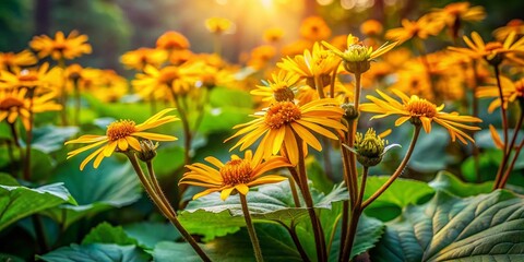 Vibrant Ligularia Flowers in a Sunlit Garden -  Stunning Botanical Photography