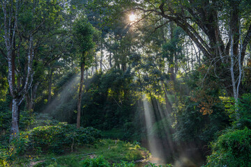Obraz premium Sun rises in the woods as the light rays coming through the trees