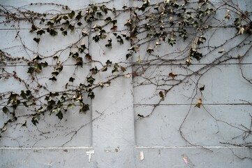 Ivy Vines Climbing on a bare wall