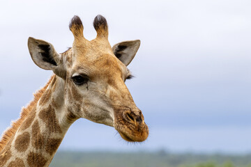 Close up portrait, giraffe head side view, gloomy sky. South Africa, safari. Cute animal in the wild nature