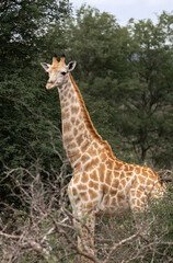 Young beautiful giraffe walks through the savannah in South Africa. Kruger National Park, safari, animal in natural habitat, wildlife