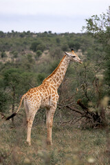 Young beautiful giraffe walks through the savannah in South Africa. Kruger National Park, safari, animal in natural habitat, wildlife