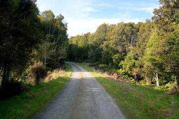 Long empty Forest Road in the Afternoon - Scenic Nature