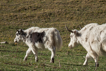 Fototapeta premium Two white fluffy yaks with horns walk on the grassland