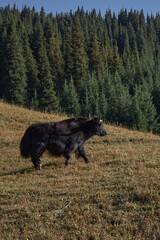 A large black yak with horns walks along a hillside near autumn forest