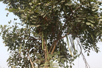 Cassia fistula on tree in garden