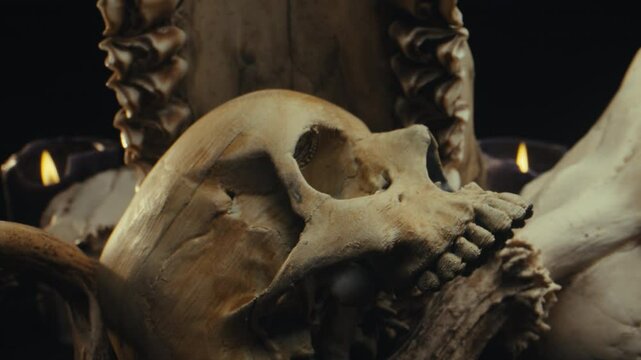 Bones and skulls.