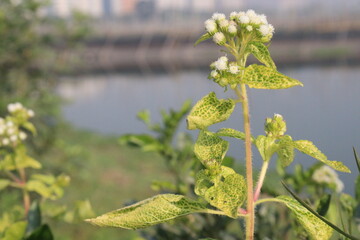 Chromolaena odorata flower and medicinal plant