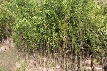 Citrus tree plant on farm for harvest