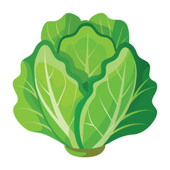 Fresh Lettuce Food Vector Illustration - Green Vegetable Design for Healthy Eating
