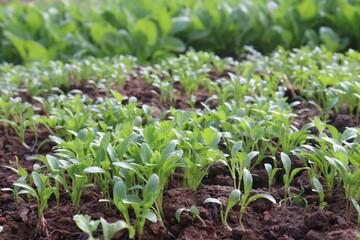coriander plant on farm for harvest