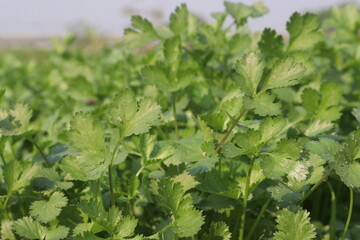 coriander plant on farm for harvest