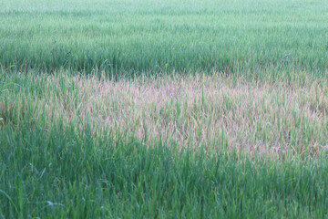 Rice plants about four months old that are infested with pests.