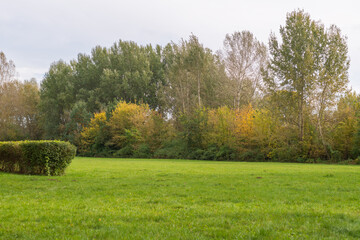 Obraz premium Peaceful green meadow with autumn trees in the background, perfect for nature-themed projects, relaxation concepts, or scenic seasonal visuals.