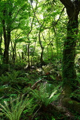 wild spring forest with mossy old trees and ferns