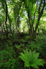 wild spring forest with mossy old trees and ferns