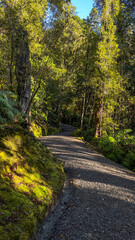 Fototapeta premium Native forest scenery viewed from the pedestrian walkway around Lake Matheson
