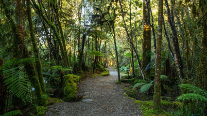 Native forest scenery viewed from the pedestrian walkway around Lake Matheson