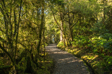 Native forest scenery viewed from the pedestrian walkway around Lake Matheson