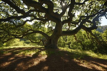 A majestic old oak tree dominates the scene, its sprawling branches reaching towards sunlight filtering through leaves. The ground is dappled with shadows, showcasing the trees immense size and age in