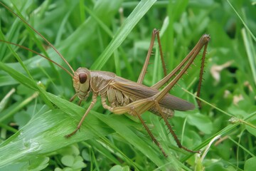 Fototapeta premium A dark bush-cricket perched on a green grass blade, its long antennae extending forward.