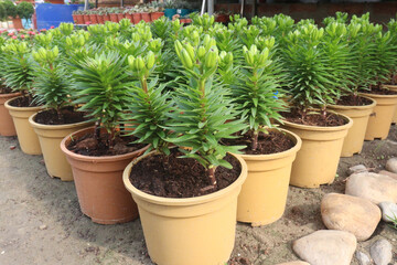 Lilium longiflorum, known as the Easter lily