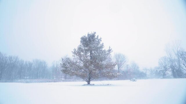 Lone, tall pine tree with yellow and orange needles in a large open yard with baron trees in the distance during a heavy snow